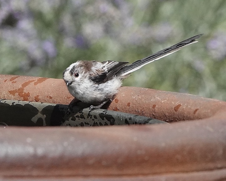 long-tailed tit